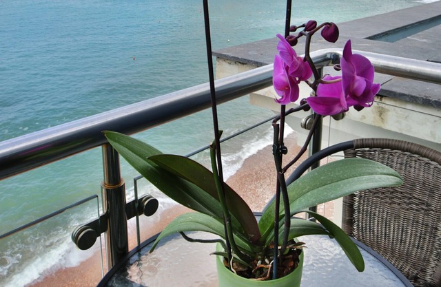 Plava Villa A1 3bedroom apartment with sea view