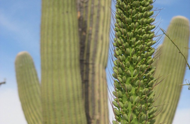 Private Southwest Adobe Oasis near the Tucson Mountains