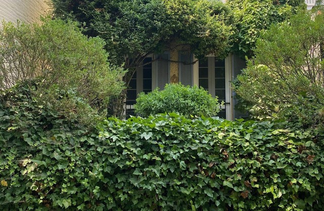 Quiet Charm in the Heart of Georgetown