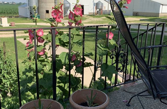 Quiet country farm stay