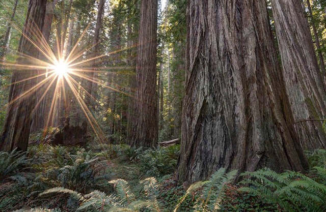 Redwood Retreat in Rio Dell
