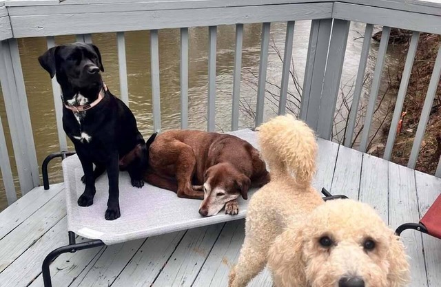 RiverFront/Fenced/LOVEDogs/KingBeds/Sauna/Steam