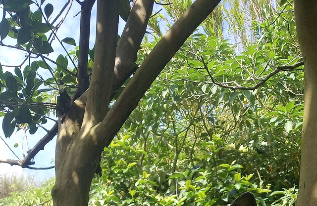 Rustic cottage with seaview