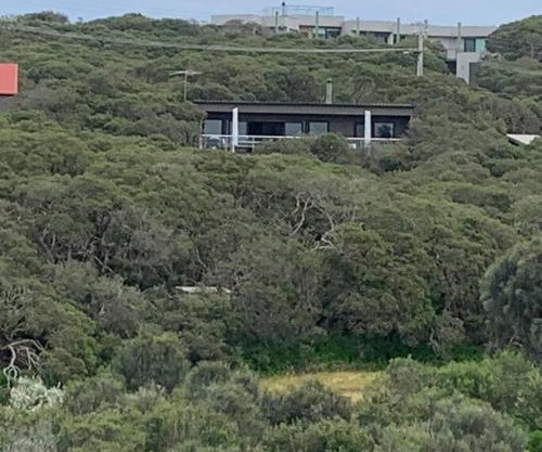SaltBush