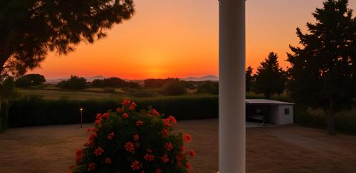 Sea & Olive Retreat