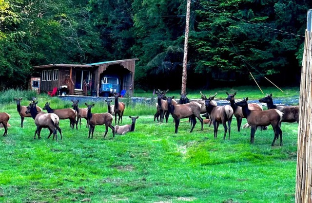 Serene cabin with WiFi with view of elk and coastal hills