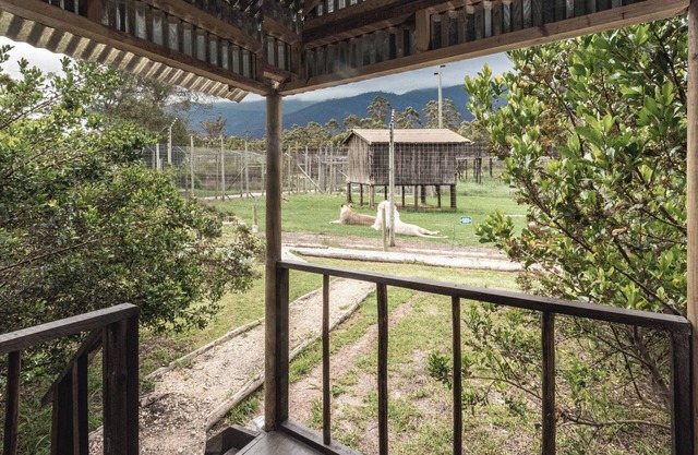 Sleep Whiskers away from the Lions and " FEEL " them ROAR! Cabin 4