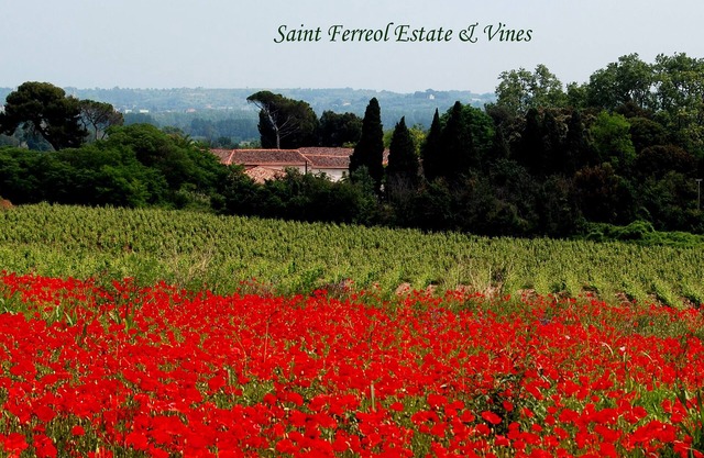 Spacious 3 bedroom vineyard villa, air conditioned, Domaine Saint Ferreol