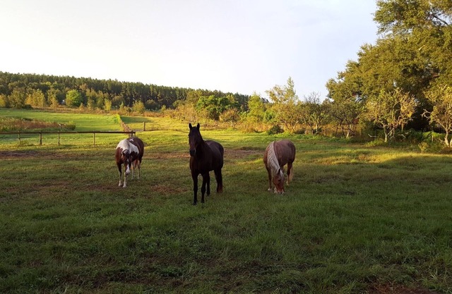 Stay in a Luxury tiny house with horses in your yard. Private & tranquil