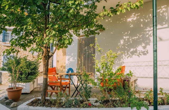 The apricot tree studio