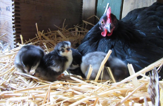 The Hen House & Gardens: Near USAFA & PineCrest Event Center