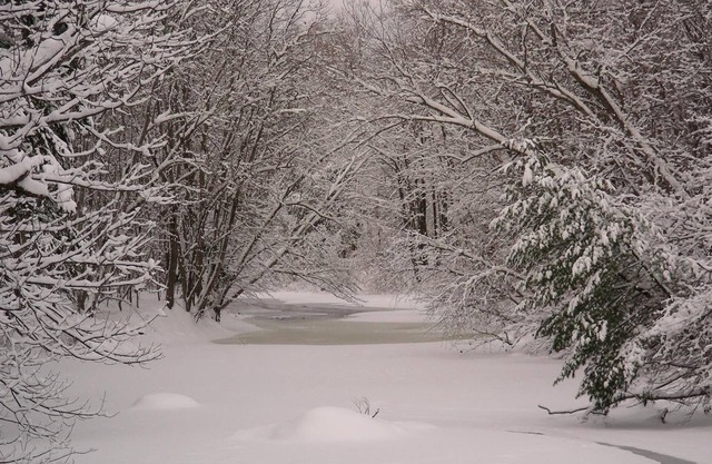 The Maples at Warner