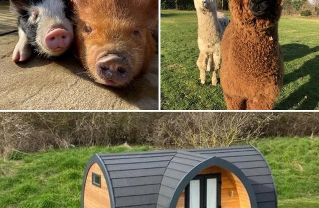 The Piggery - Glamping Pod