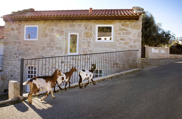 Tio Zé - Casas de Selim