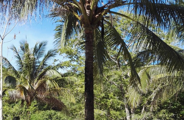 Tropical Eco Camping