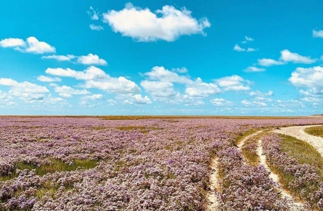 Un Cadre Exceptionnel au Cœur de la Baie de Somme !