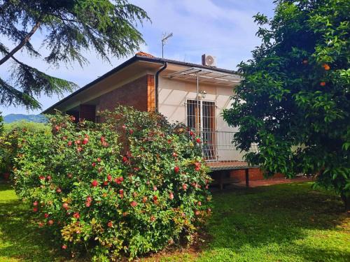 Versillia Olive Residence