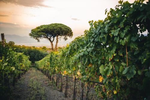 Vigna delle Rose