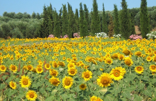 Villa Giulia Follonica - Holiday home in the country on the Tuscan coastline