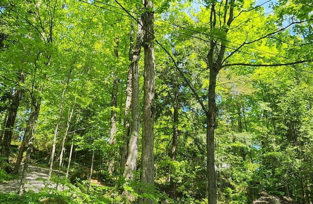 Waterfront beautiful cottage (4 bedrooms)on Shadow lake