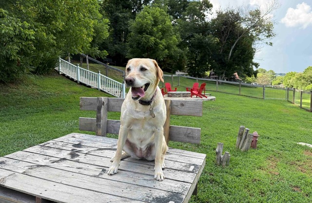 WeLoveALLDogs/FullyFencedYards/Firepit/Views/2King