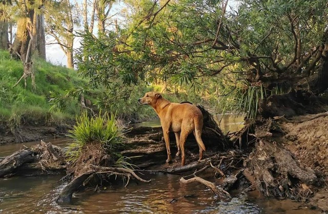 Yabbra Road Farmstay - Cute pet friendly caravan, mountain views and a creek!
