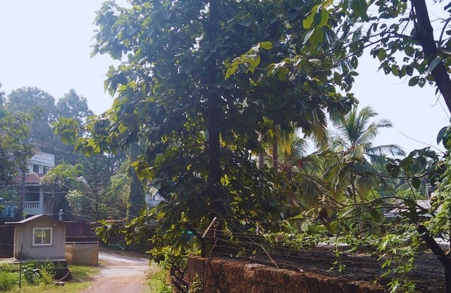 Yago's Hideout - Tranquil Apartment near Bogmalo, Goa