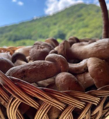 Polyana Apartment | Апартаменты Solnce Karpat