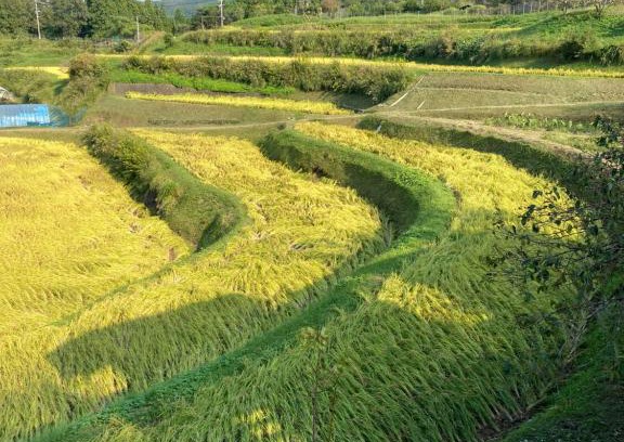 Bungoono House | 体験型農家民泊「お陽さまと風」