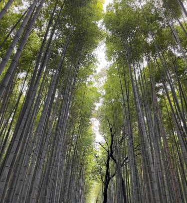 Arashiyama Apartment | 嵐山 天龍の宿 駐車無料 一棟貸切 最大5人 Dragon Legend Arashiyama Central Private Rare Modern House Free Parking Max 5ppl