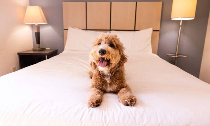 West Des Moines Hotel | 3 Homey Suites for Family to Enjoy! Explore Pappajohn Sculpture Park!
