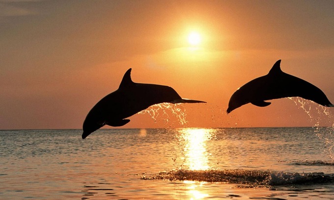Ruskin Apartment | #303 A Luxury Resort at Little Harbor With Dolphins and Fishing Just Steps Away