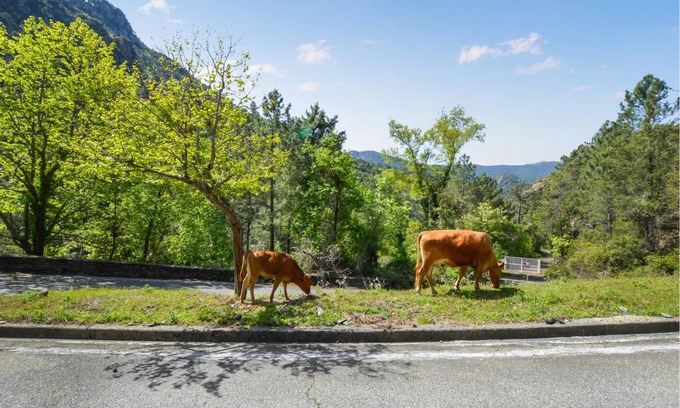Poggio-di-Nazza Apartment | 53 m² Apartment ∙ 2 bedrooms ∙ 4 guests