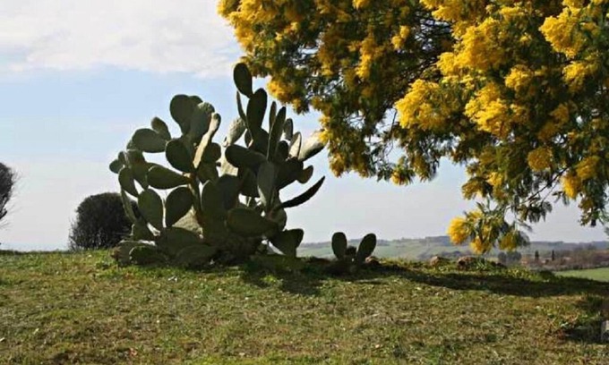 Scansano Other | Agriturismo Verdicchio