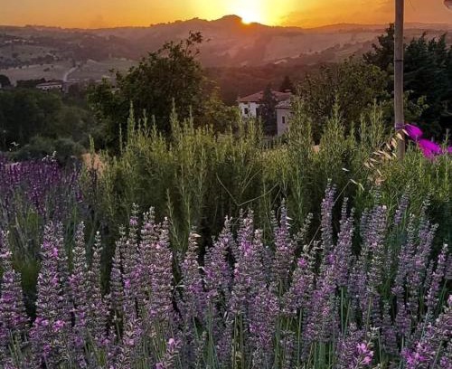 Cingoli Bed & Breakfast | Amor di Lavanda