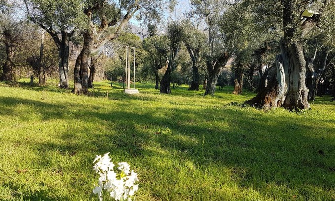 Querceta House | Antico Uliveto