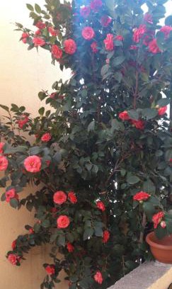 Bijeli do House | Apartmani Radovic 2