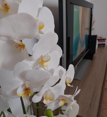Vlore Apartment | Apartment Ross