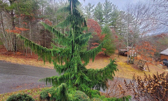 Fleetwood Cabin | Appalachian Mountain Evergreen Retreat