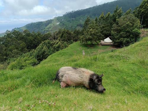 Ribeira Brava Other | Arambha ecovillage farmstay