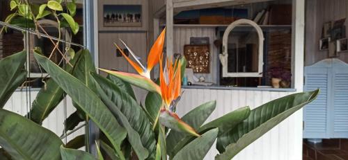 Hagnau House | B&B Fischerstüble - adults only