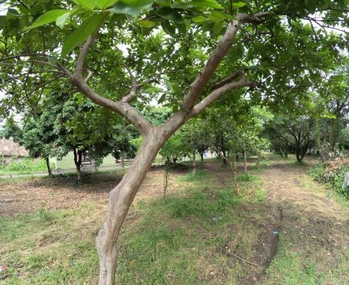 Dehradun House | Bagicha farmstay - Near Jolly Grant Airport