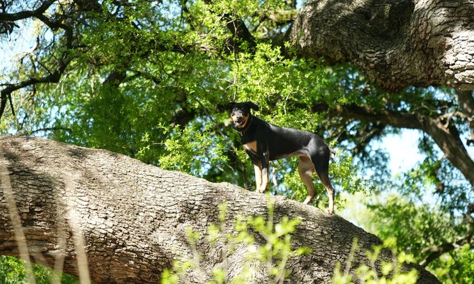 Austin House | Beautiful South Austin Retreat w/Gym & Sauna, pet friendly!