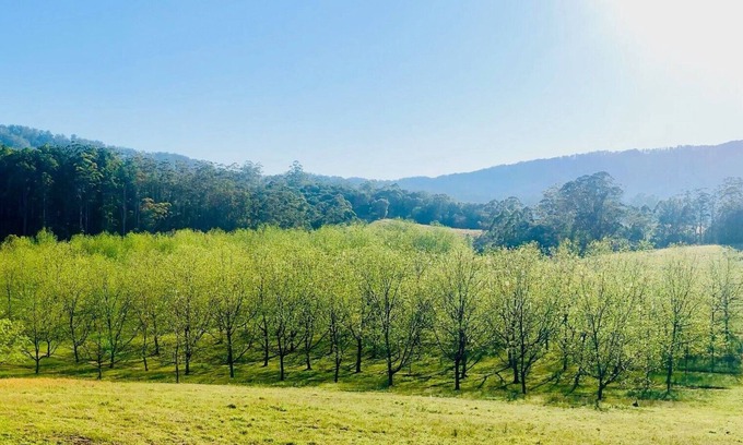 Missabotti House | Bellbowra Farmstay - Pet Friendly - Nambucca Valley