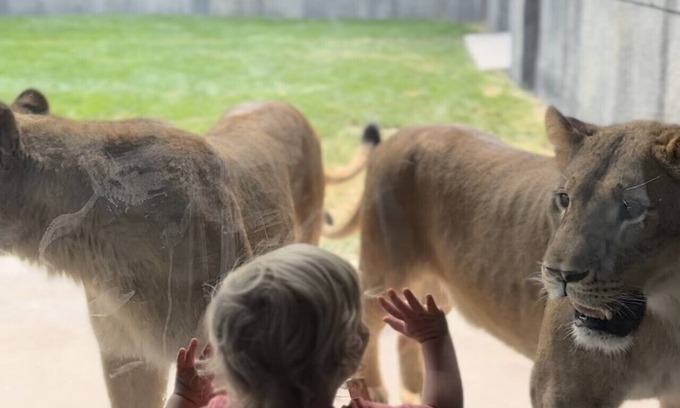 Town of Sullivan House | Big Cat Bungalows at The Haven - Lion 2
