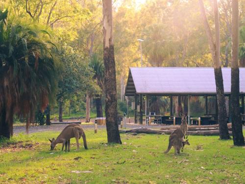Rewan Other | BIG4 Carnarvon Gorge Holiday Park