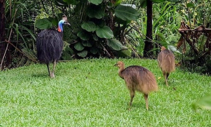 Kuranda House | Birdwatcher's Oasis | Tiny Home | Cassowary Visitors
