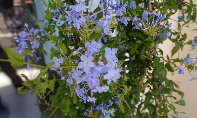Aigio Apartment | Blue Jasmine