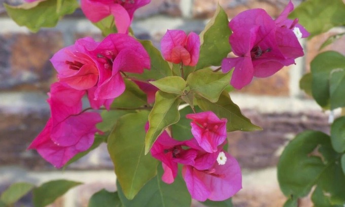 Port-Bouet Villa | Bougainvilla- Beautiful and charming lakefront villa