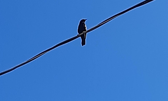 Jaboticabal House | Cantar do Pássaro 🐦